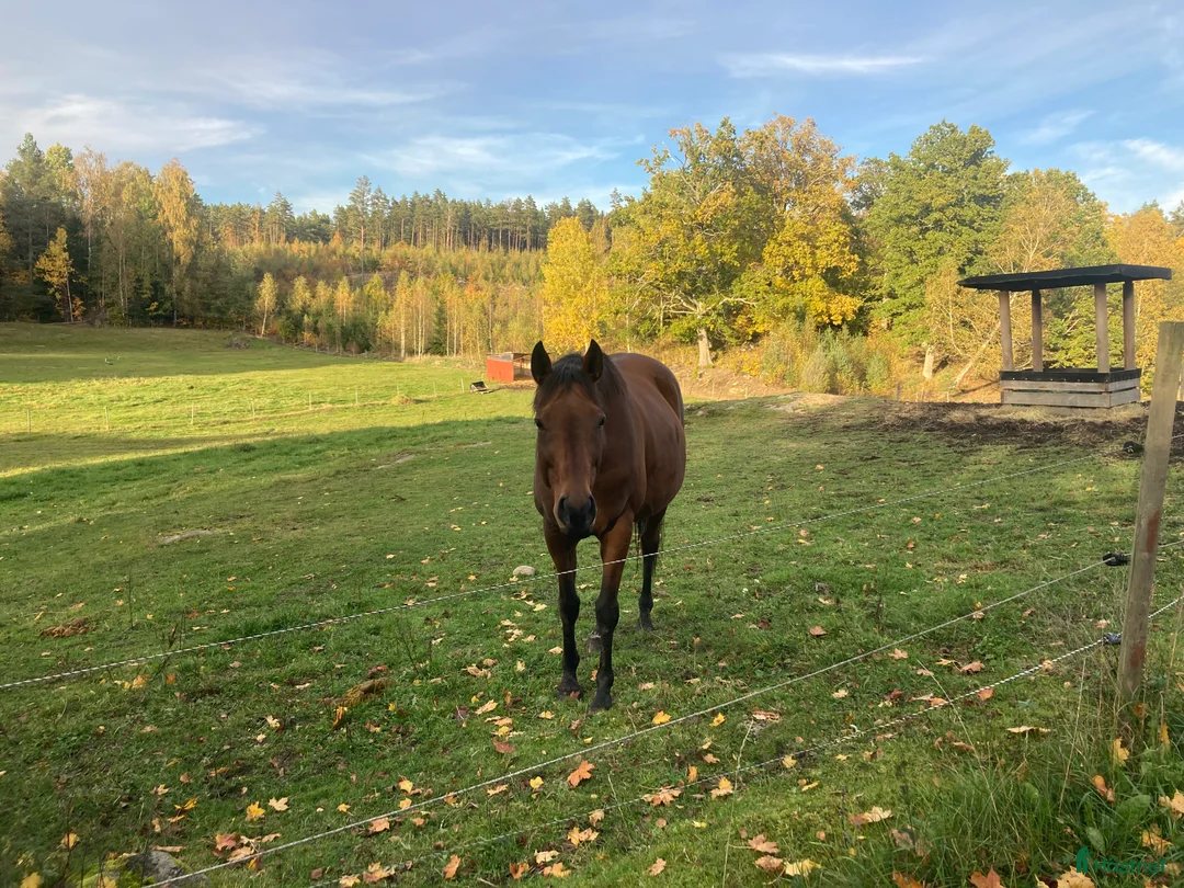  stallplats finnes: Plats finns i fin lösdrift i Kolmården i Kolmården - Annons 2