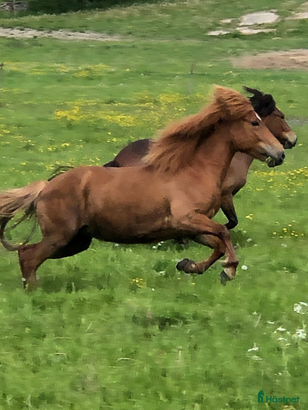 Island hästar till salu: Vackert islandssto i Täby - Annons 6