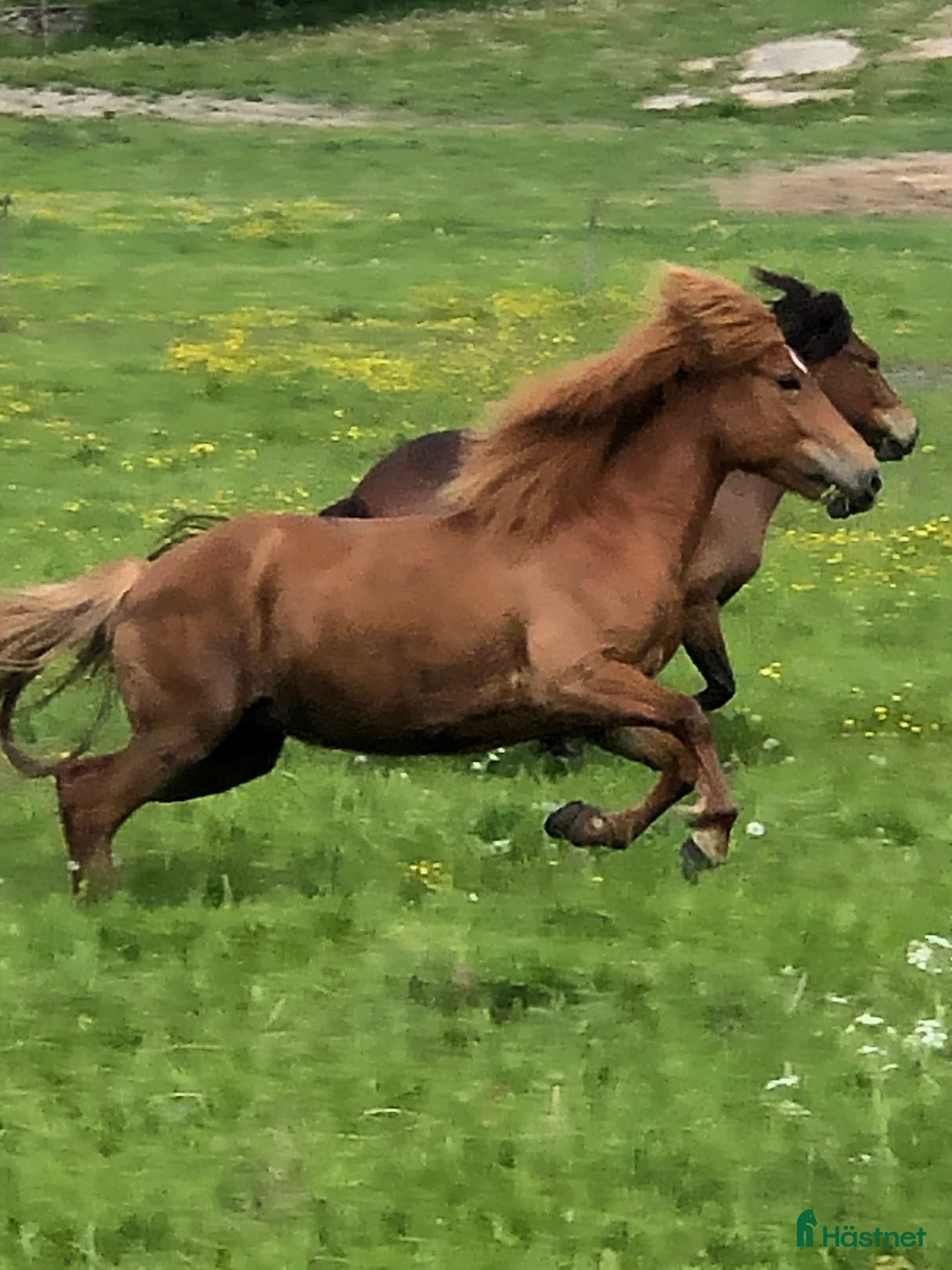 Island hästar till salu: Vackert islandssto i Täby - Annons 6