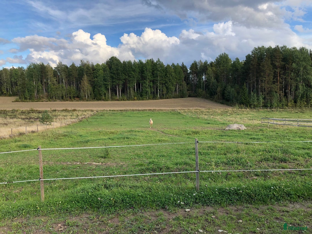  stallplats finnes: Plats i lösdrift i Vittinge - Annons 4