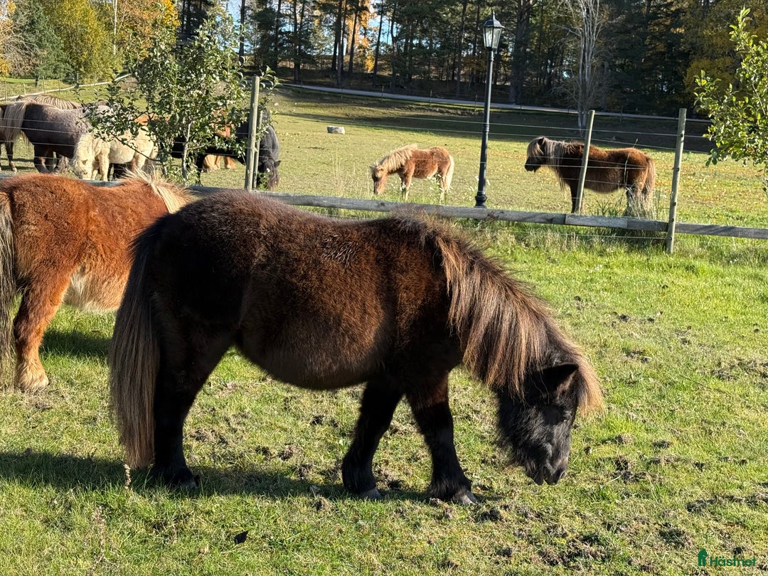 Sällskap hästar till salu: Shetlandsponny Ston i Nyköping - Annons 4