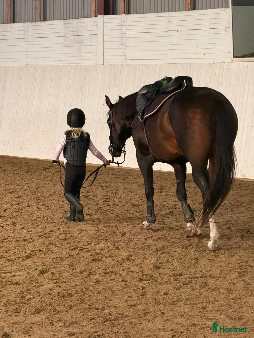 Western hästar till salu: Verklig allround häst i Hökerum - Annons 3