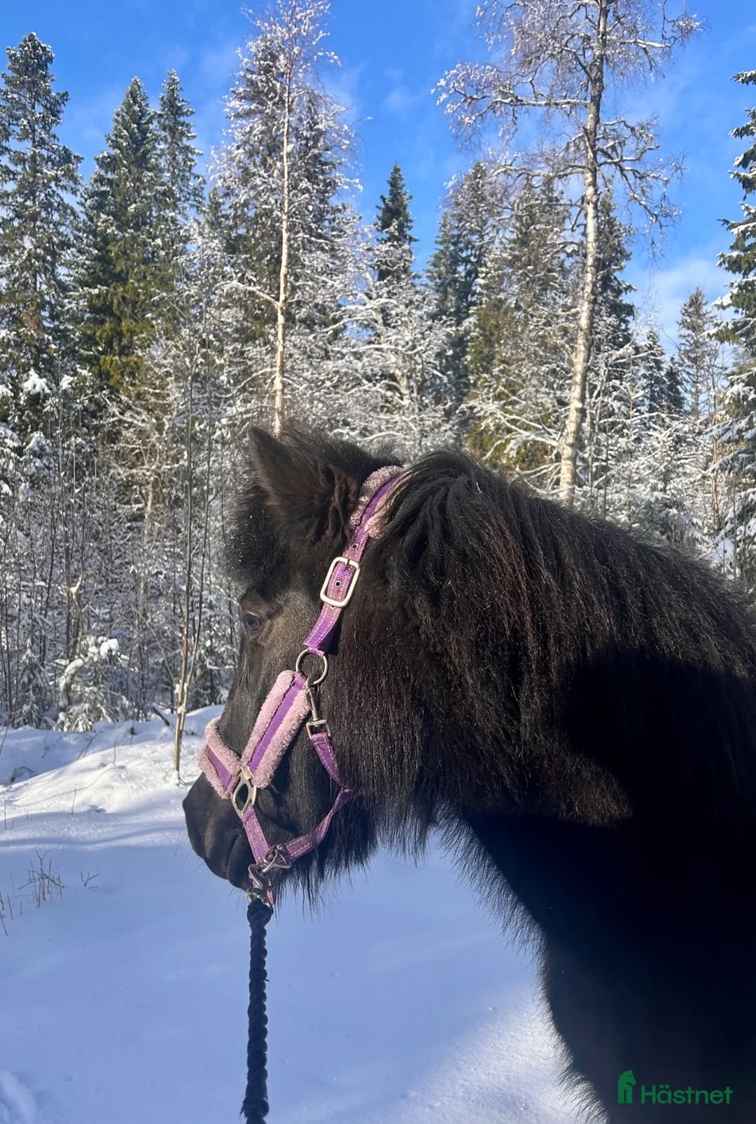 Island hästar till salu: Fint islandssto - Annons 1