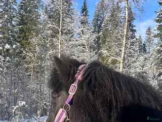 hästar Fint islandssto - Annons 1