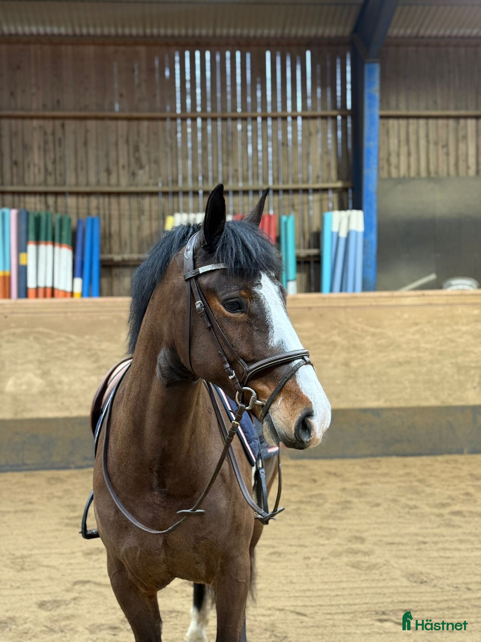  hästar Supersöt ponny för allround/verksamhet  - Annons 1