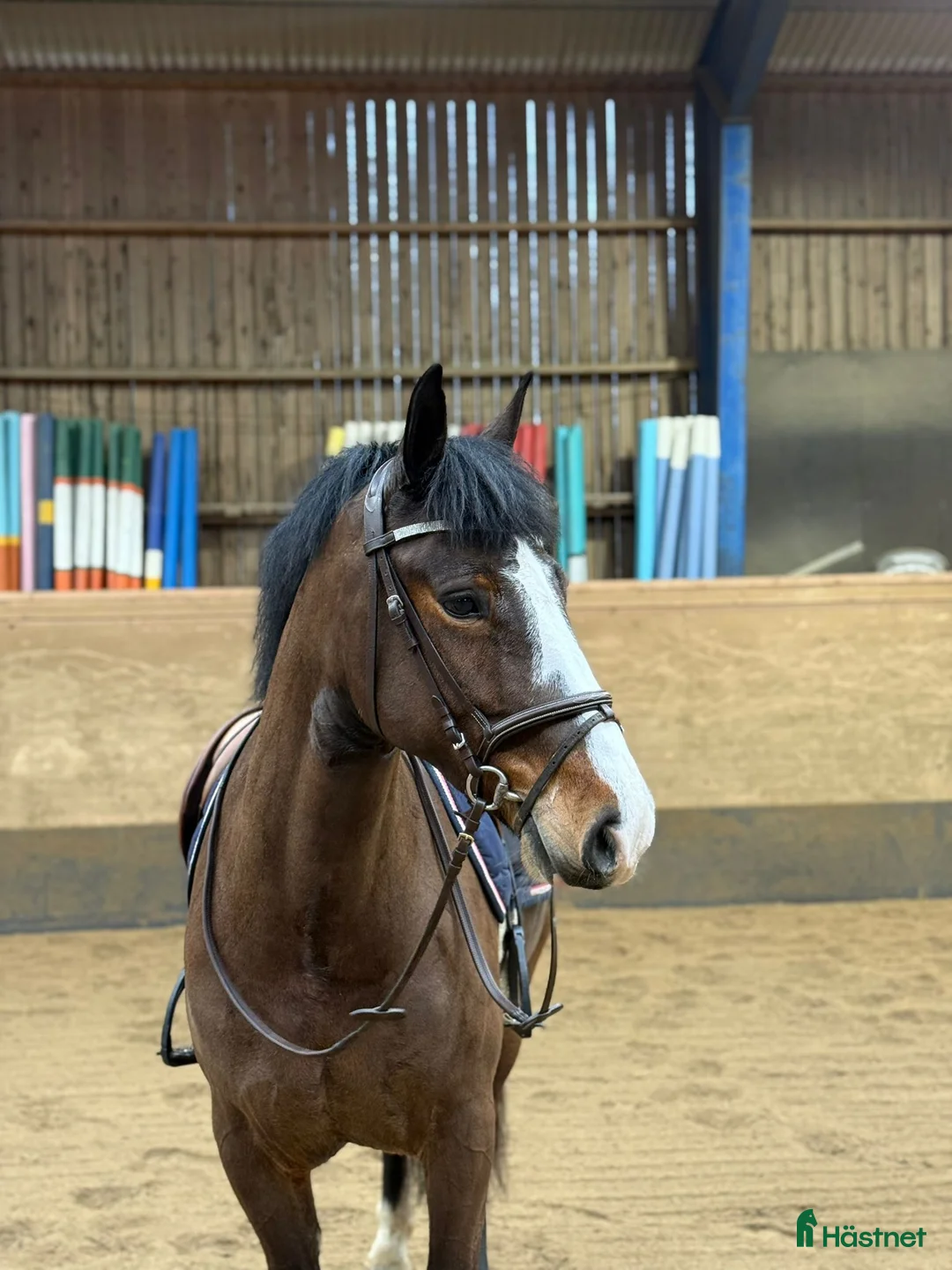 Allround hästar till salu: Supersöt ponny för allround/verksamhet  - Annons 1