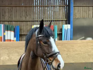 hästar Supersöt ponny för allround/verksamhet - Annons 1