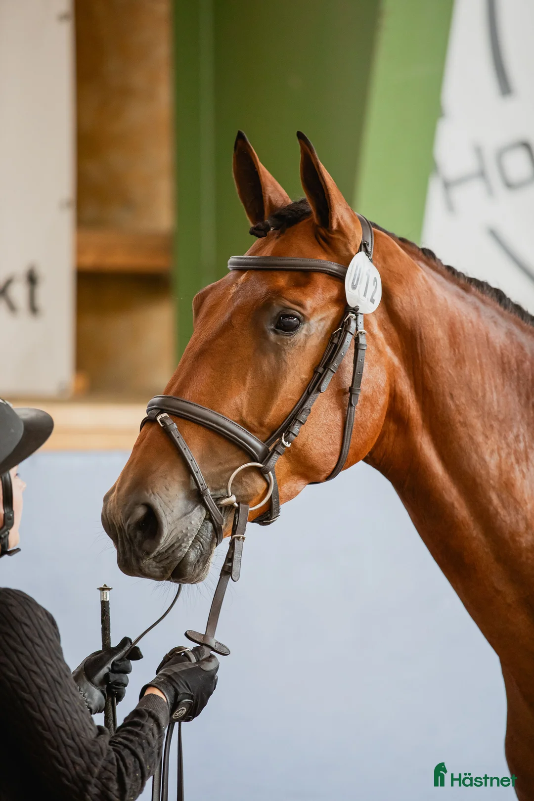 Hoppning hästar till salu: 5-årig SWB i Gullspång - Annons 2