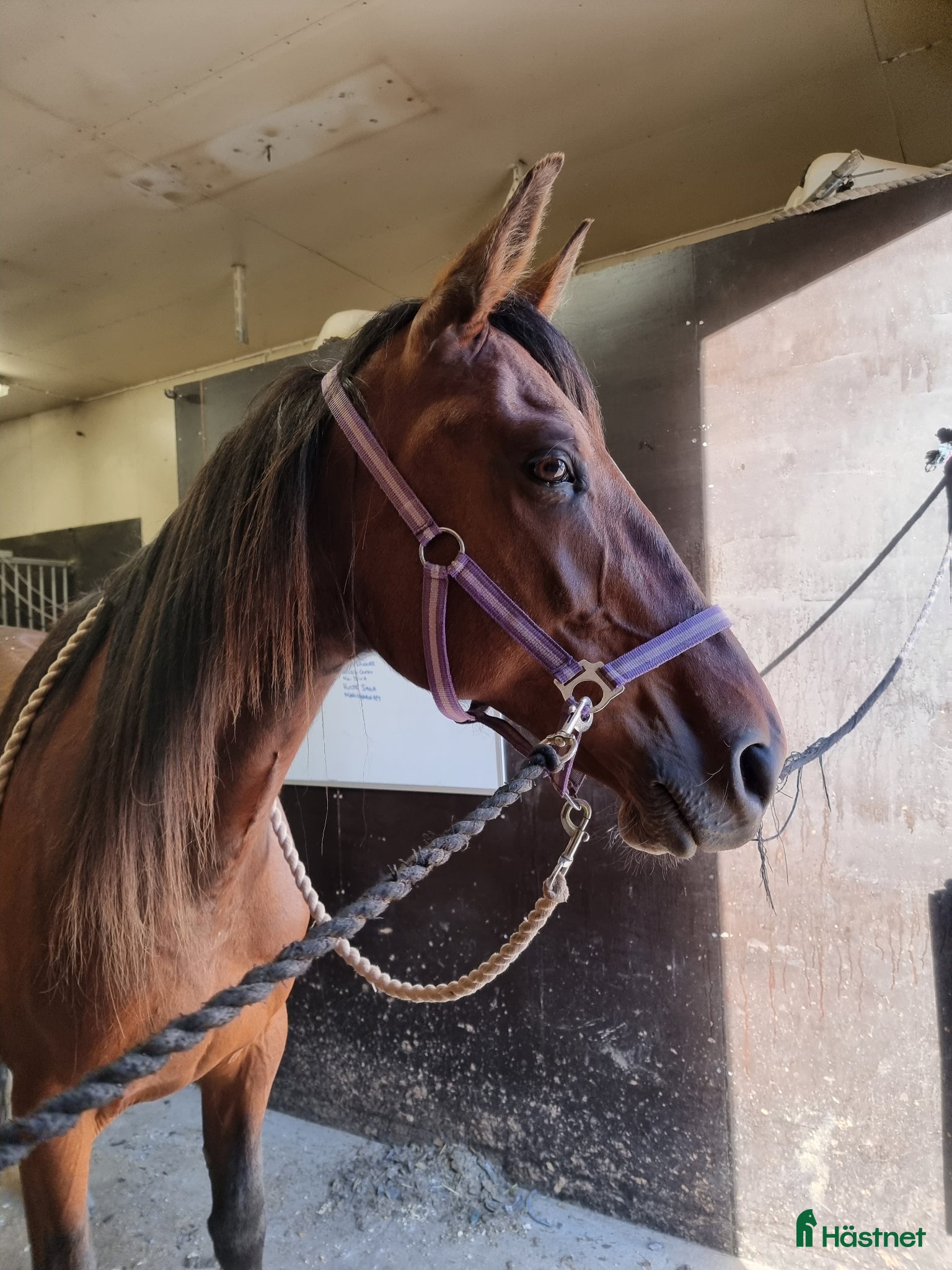  hästar Aktivt sällskap utlånas/säljes - Annons 2
