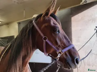 hästar Aktivt sällskap utlånas/säljes - Annons 3