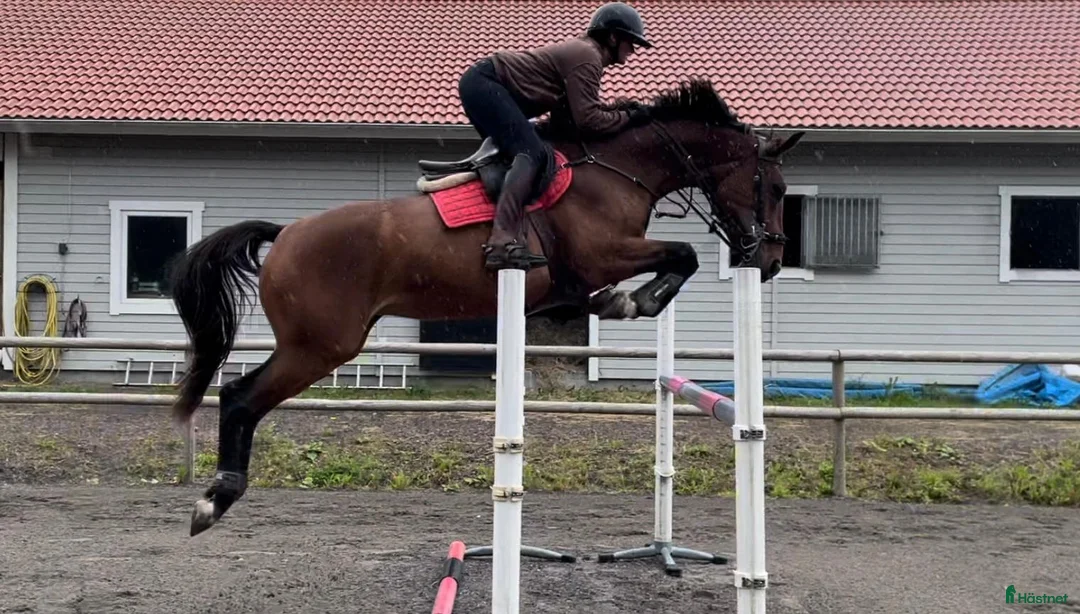 Allround hästar till salu: Fint sto till avel eller ridning - Annons 1