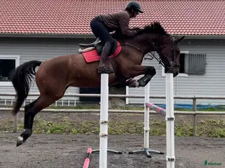 hästar Fint sto till avel eller ridning - Annons 14