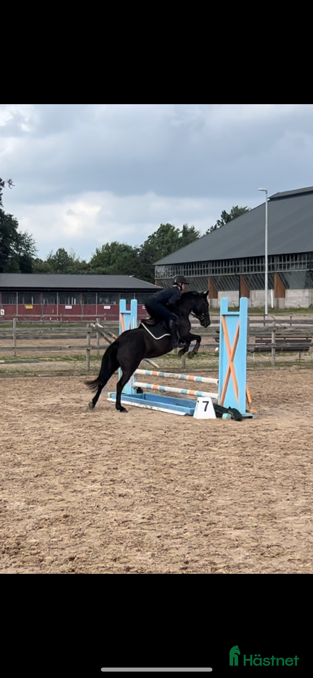 Hoppning hästar till salu: Framtida rosettplockare och bästavän  i Halmstad - Bild 4