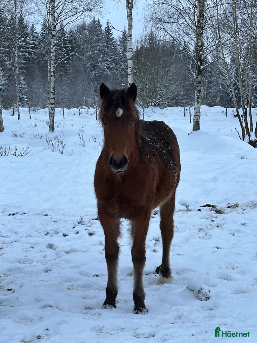 Allround hästar till salu: Ungsto, korsning appaloosa och kallblodstravare - Annons 2