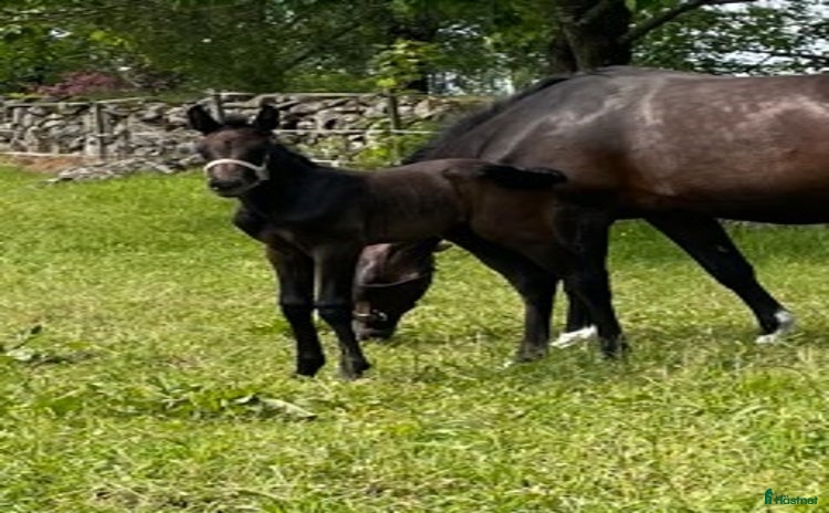  hästar Premieföl i Linderöd - Annons 8