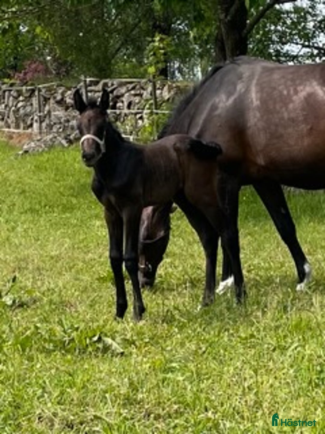 Hoppning hästar till salu: Premieföl i Linderöd - Annons 1