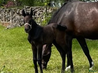 hästar Premieföl i Linderöd - Annons 12