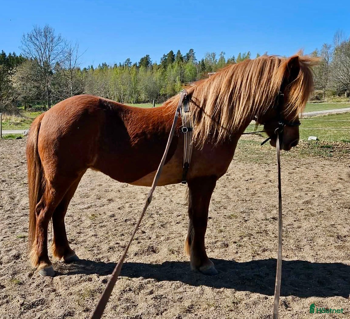  hästar Vacker som en dag - Annons 23
