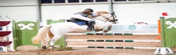 Hoppning hästar till salu:  Connemara Sport Pony - Annons 12