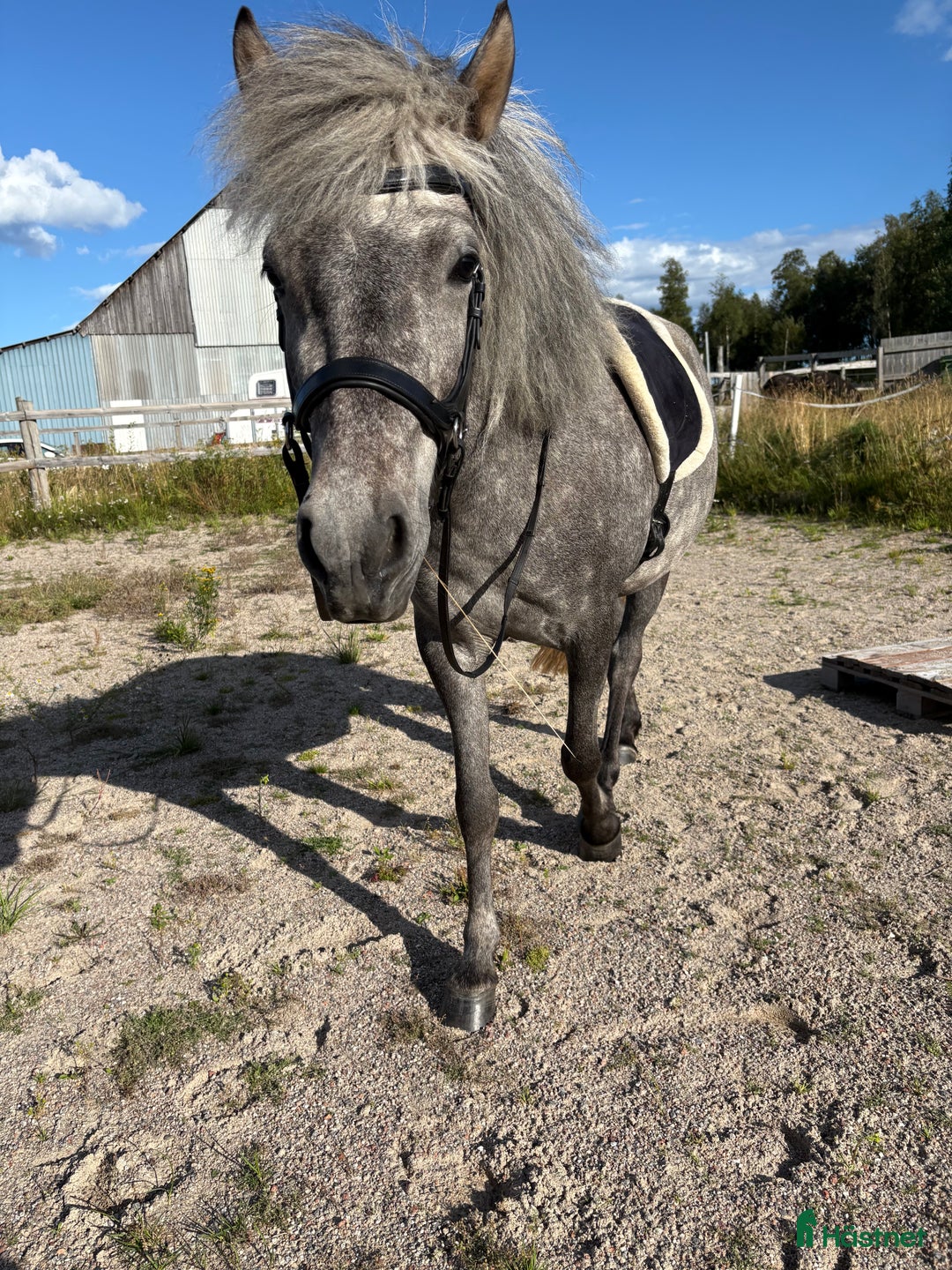 Island hästar till salu: En riktig drömhäst i Matfors - Annons 2