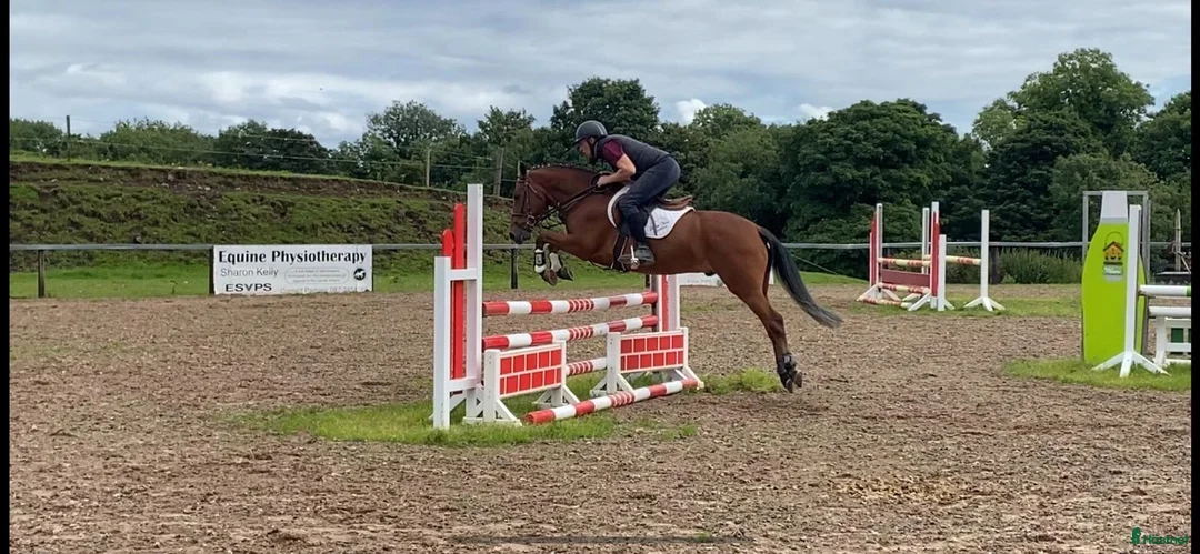 Hoppning hästar till salu: Letar du efter din framtida tävlingsponny i Jönåker - Annons 1