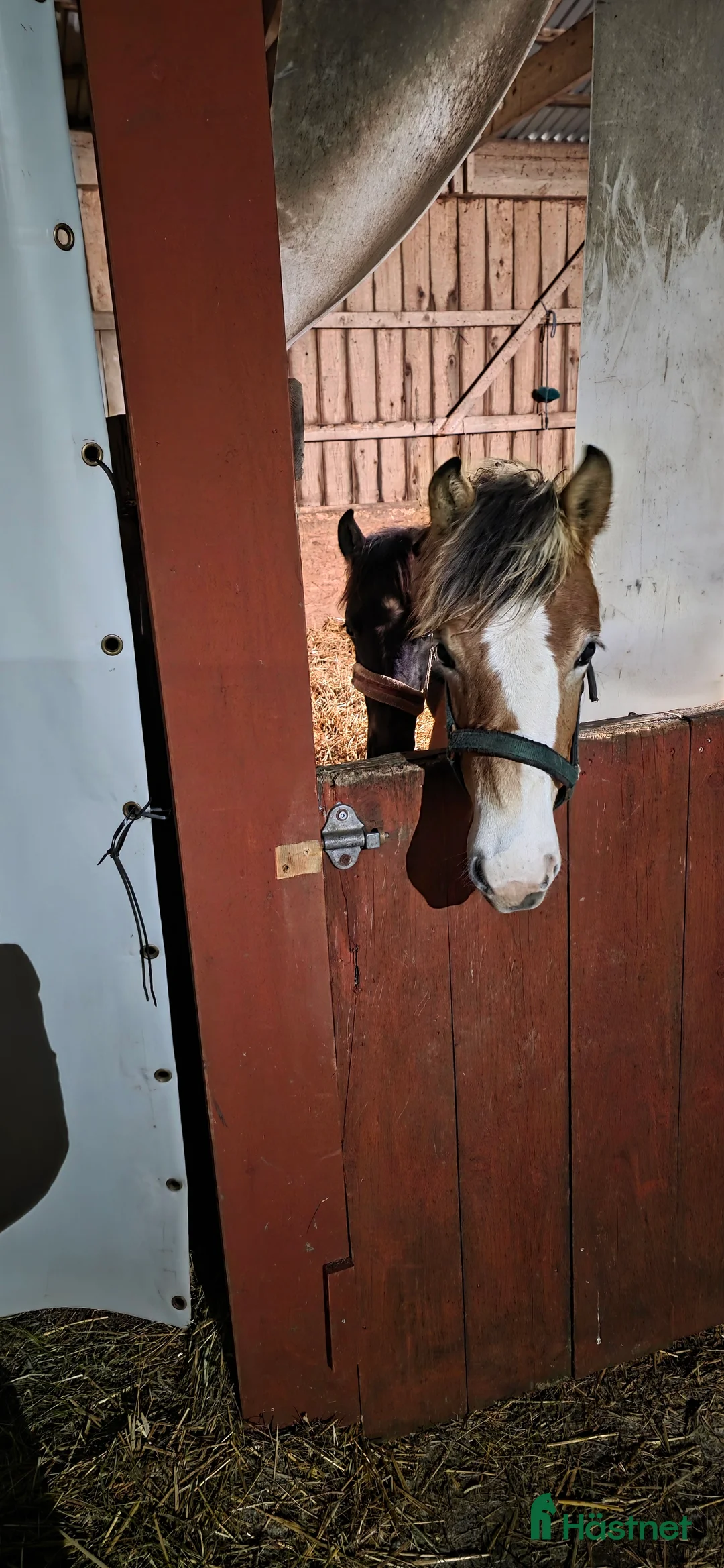 Allround hästar till salu: En riktig liten diva  i Kättilstorp - Annons 2