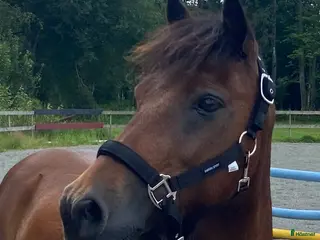 medryttarhäst finnes: Medryttare sökes till pigg och söt B-ponny. - Annons 17