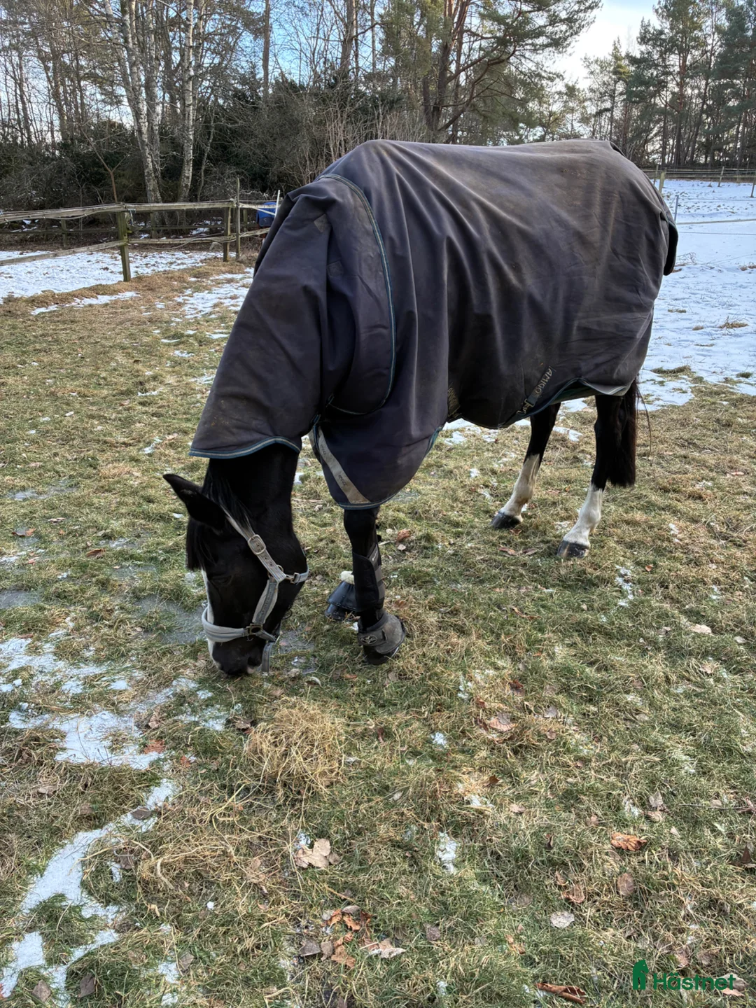 Sällskap hästar till salu: Avel-, sällskap- projekthäst - Annons 2