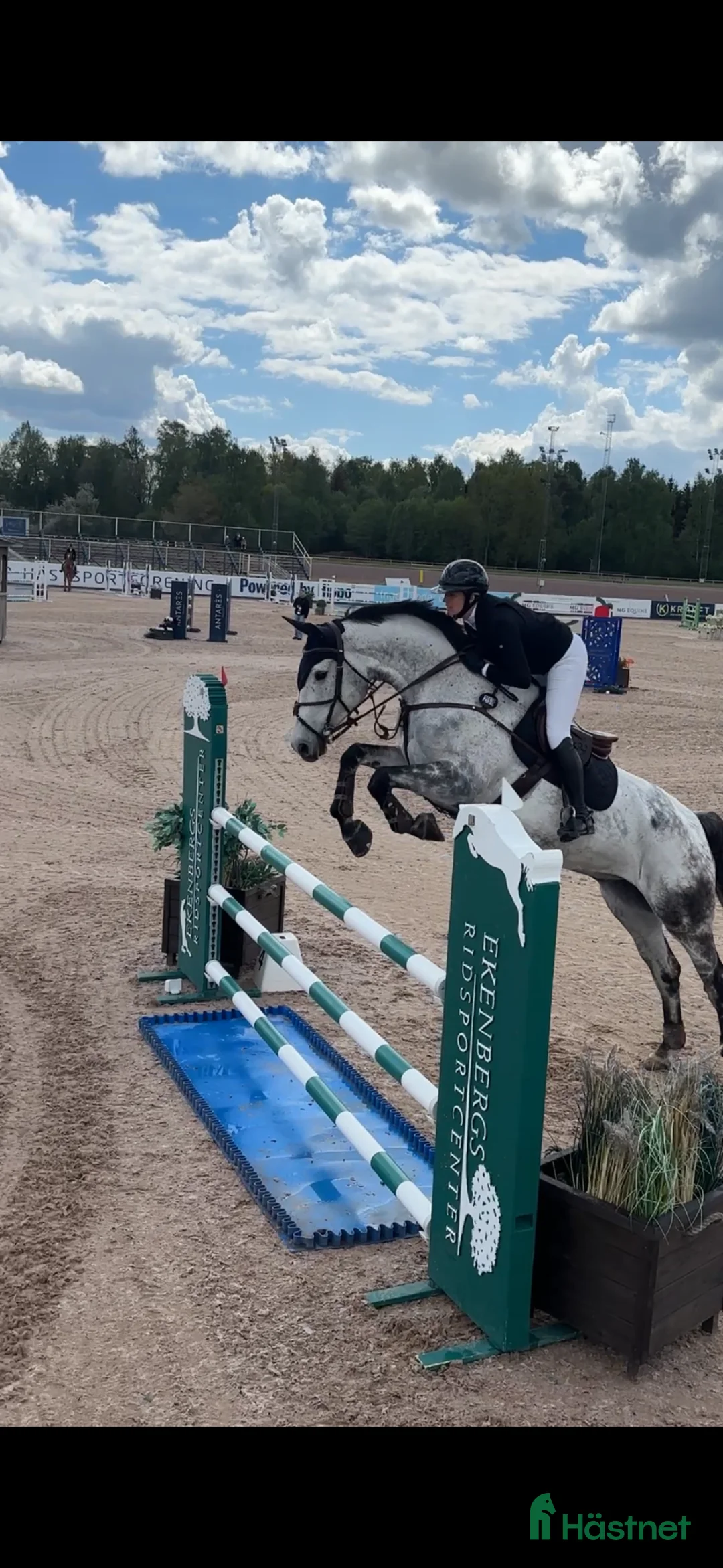Hoppning hästar till salu: Valack med potential för stora klasser 🌟 - Annons 2