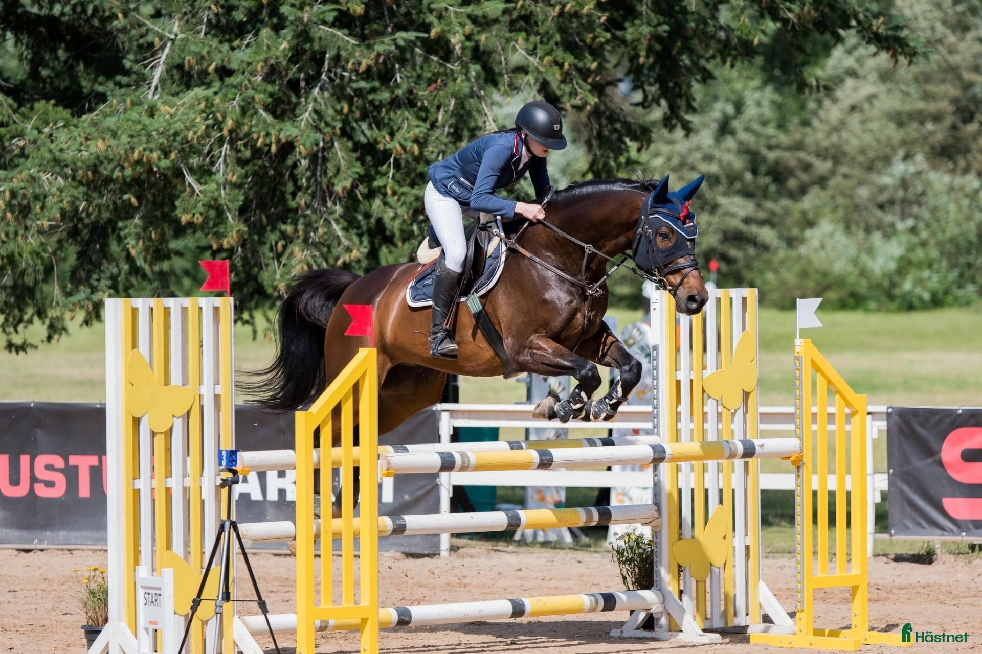  hästar showjumping-dressur schoolmaster - Annons 5
