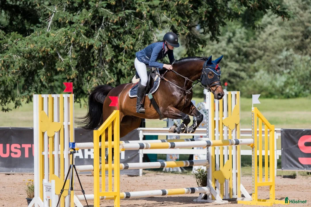 Hoppning hästar till salu: showjumping-dressur schoolmaster - Annons 1
