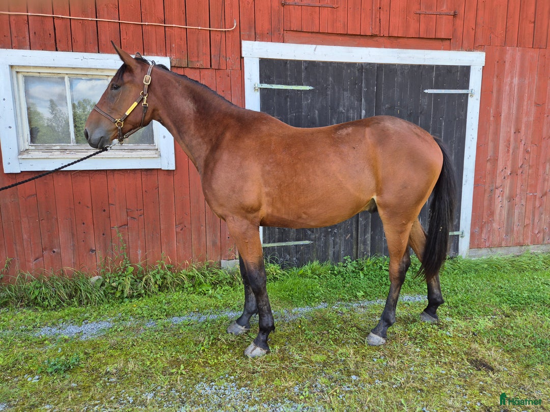 Trav hästar till salu: 2 åring  i Sala - Annons 1