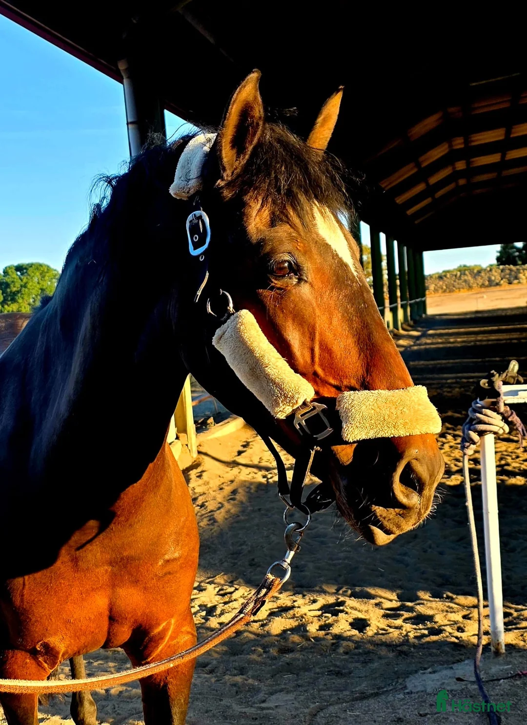 Allround hästar till salu: APSL reg Lusitano sto  - Annons 2