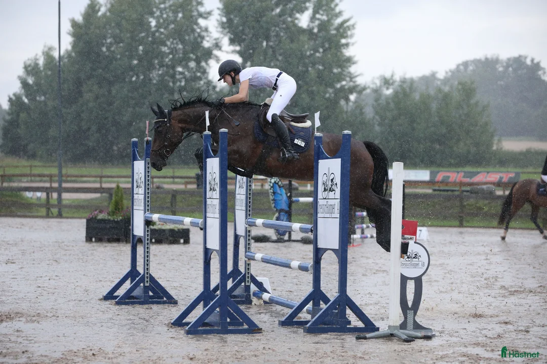 Hoppning hästar till salu: Välhoppande sto  i Lerdala - Annons 3