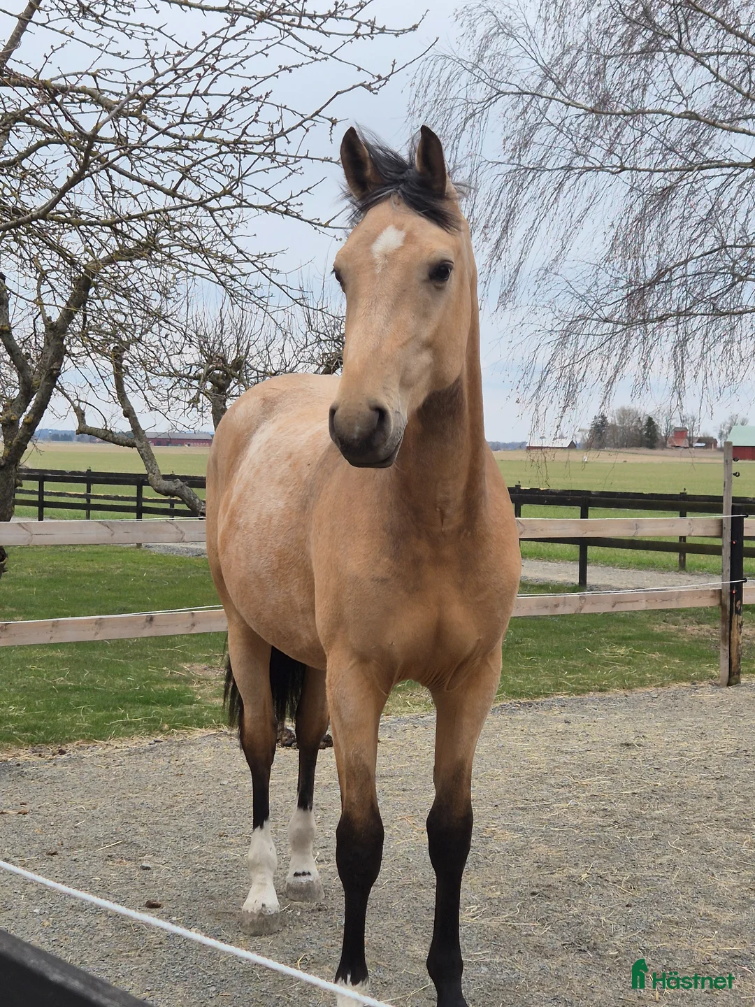 Dressyr hästar till salu: Lovade 2-åring e.Zafferano - Annons 2