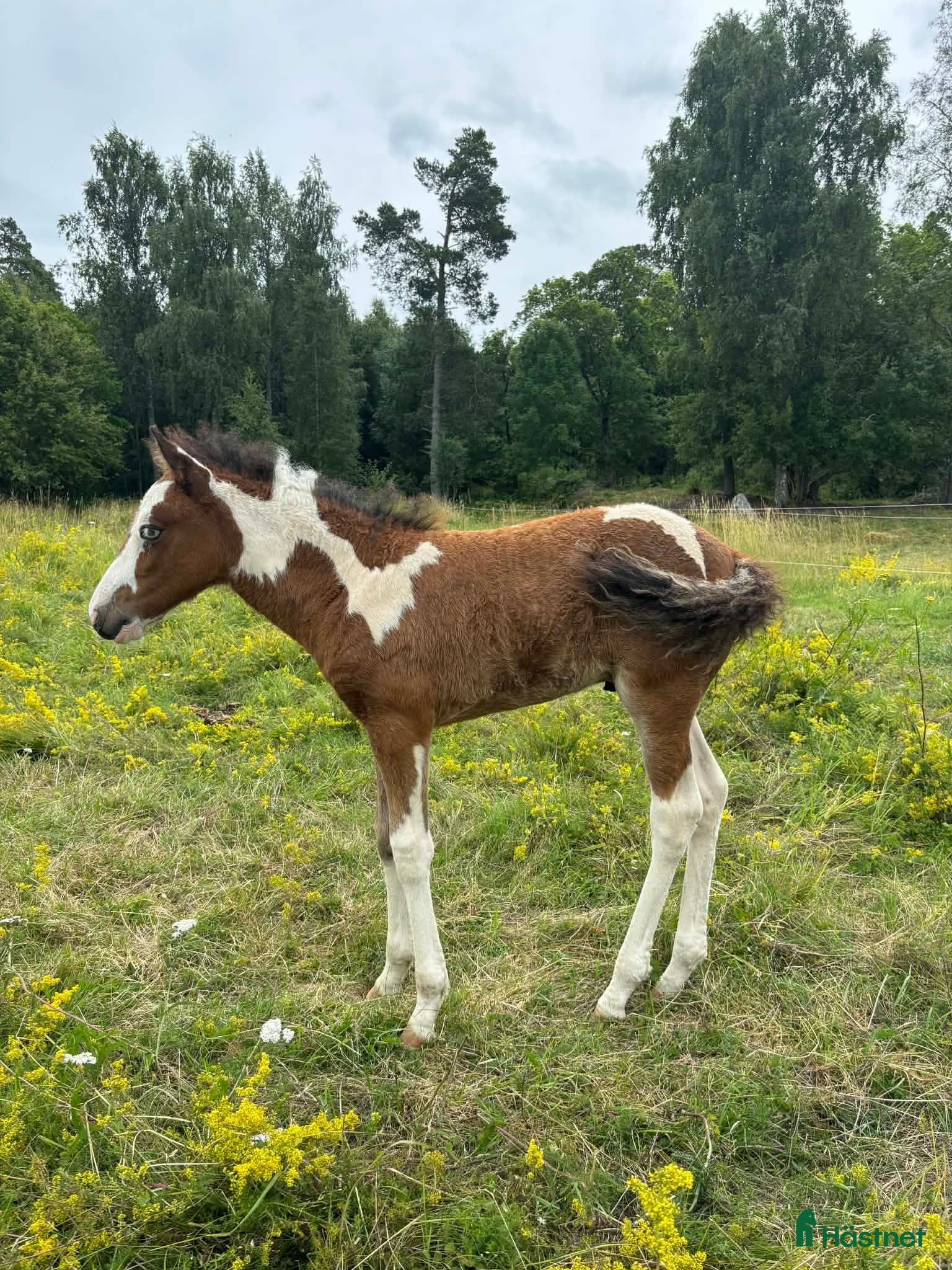  hästar Curlyhingst med tölt - Annons 2