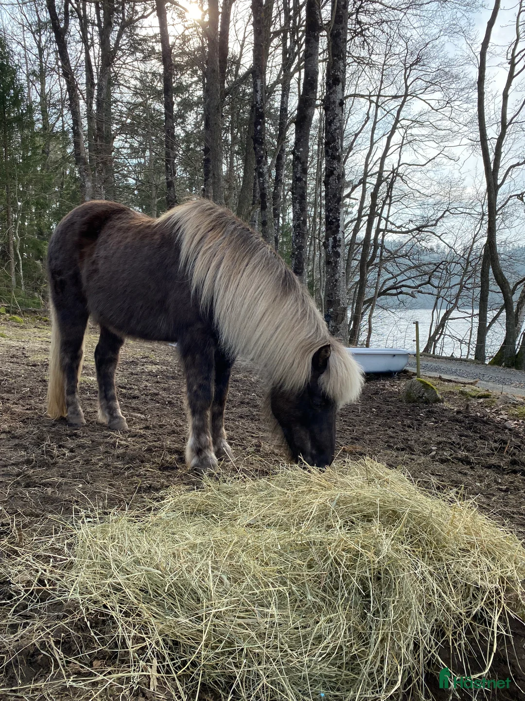 Island hästar till salu: Två islandsvalacker - Annons 2