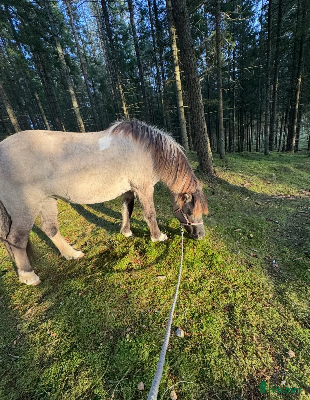 Island hästar till salu: Snällt sto född 2010 - Annons 1