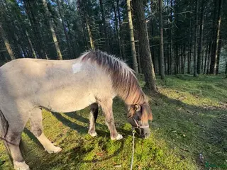 hästar Snällt sto född 2010 - Annons 1