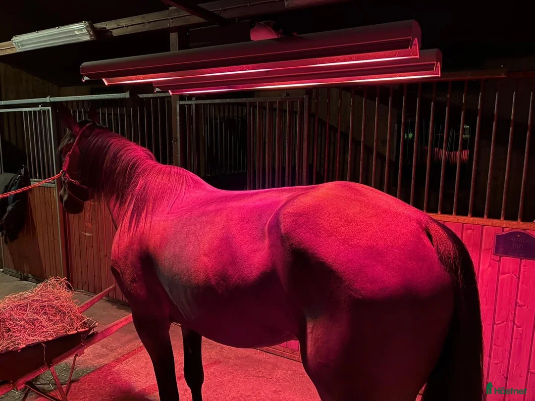 Övrig Hästutrustning hästutrustning till salu: IRELT A6 HÄST hästsolarium - Annons 2
