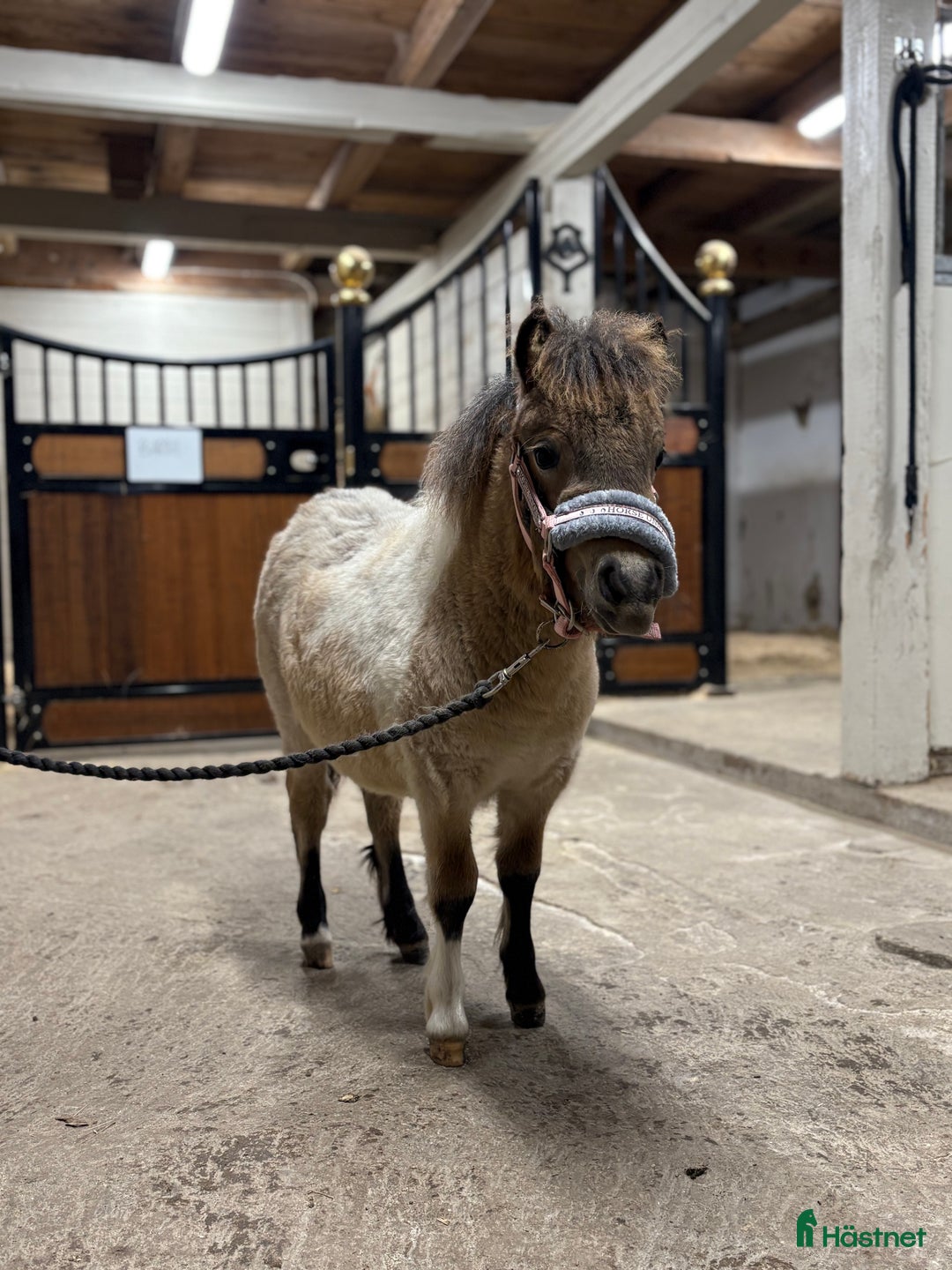 Övrigt hästar till salu: Supersöt mini! i Västra Tunhem - Annons 1
