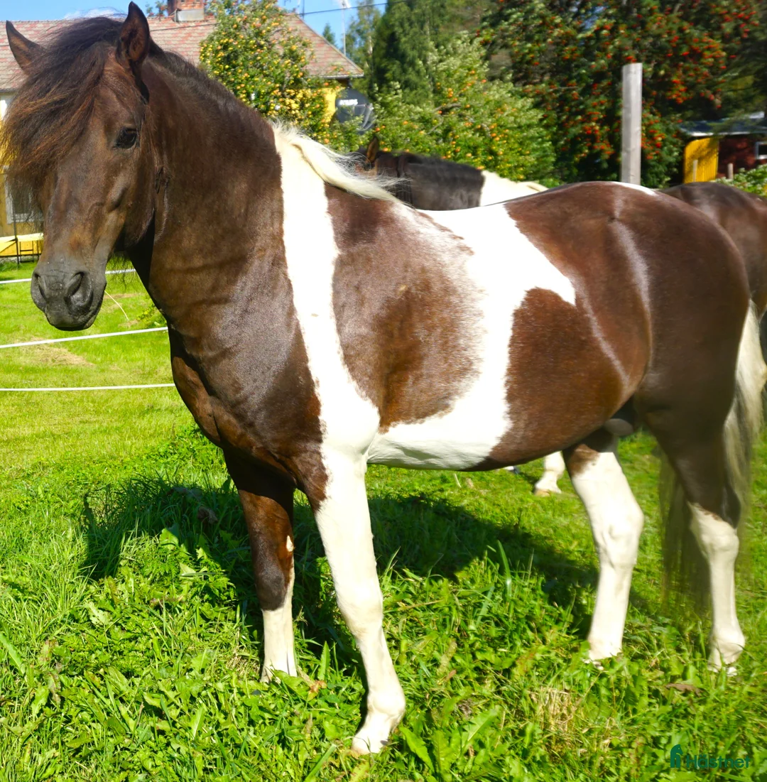 Allround hästar till salu: Paso Fino hästar (en eller fler, hem prio ö pris) i Skellefteå - Annons 7
