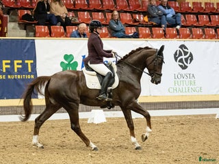 utbildning & inridning finnes: Inridning, Tillridning och/eller försäljning i Garphyttan - Annons 3