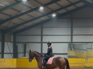 medryttarhäst sökes: Medryttarhäst sökes i Lindome - Annons 15