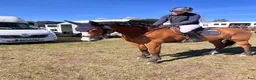 Hoppning hästar till salu: 6årigt sto med stort hopp! - Annons 1