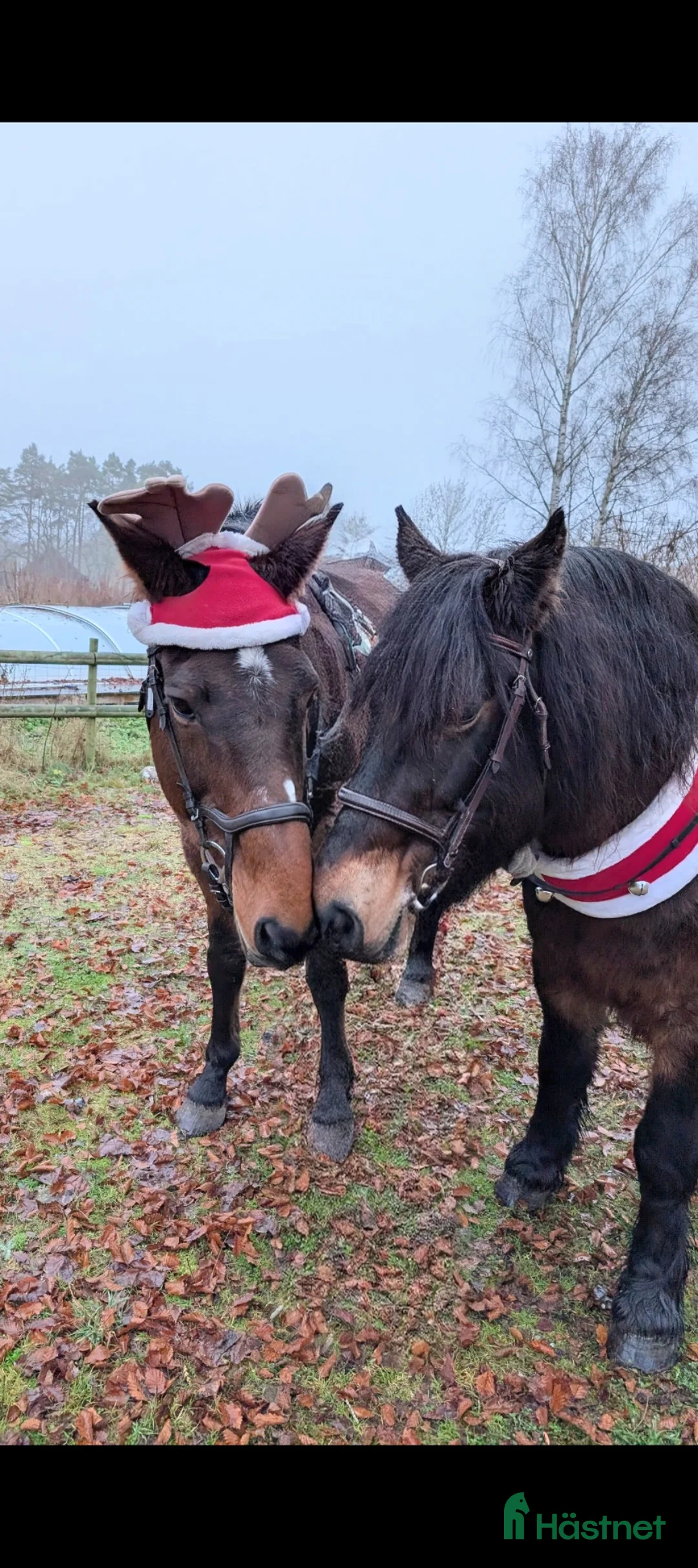 Allround hästar sökes: Sökes: Ny familjemedlem till 15-åring 🌟 - Annons 2