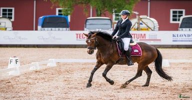  hästar i Tjureda - Annons 11
