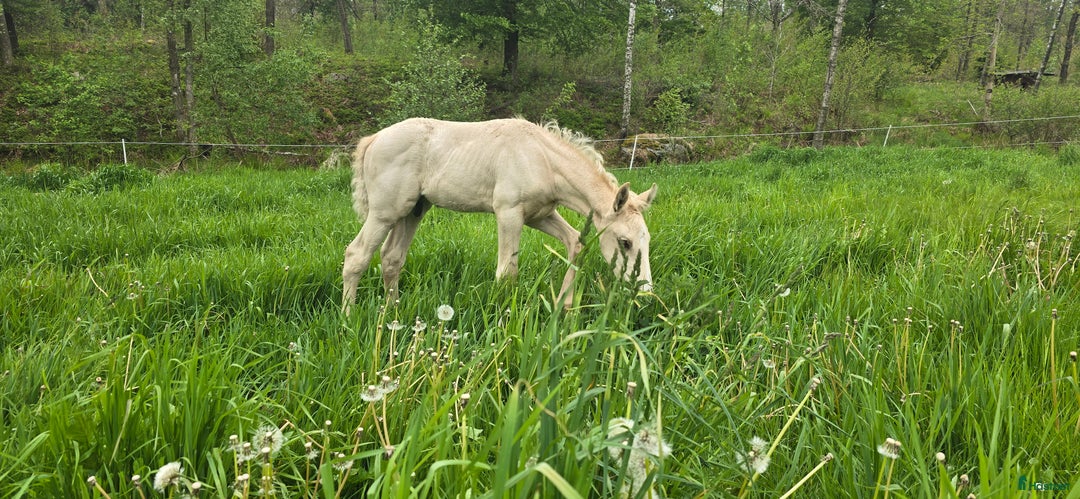 Dressyr hästar till salu:  PRE kille för den kräsna 💙 Palomino. Passa på i Veddige - Annons 6