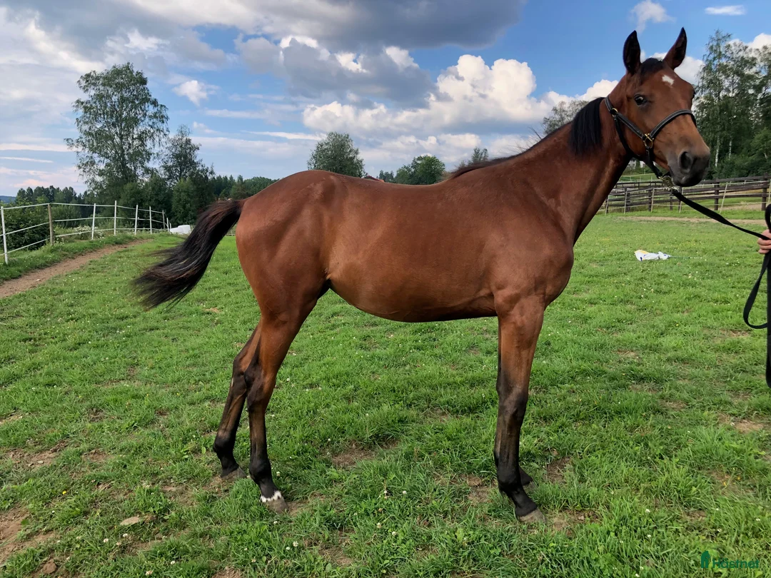 Trav hästar till salu: First class! i Årjäng - Annons 2