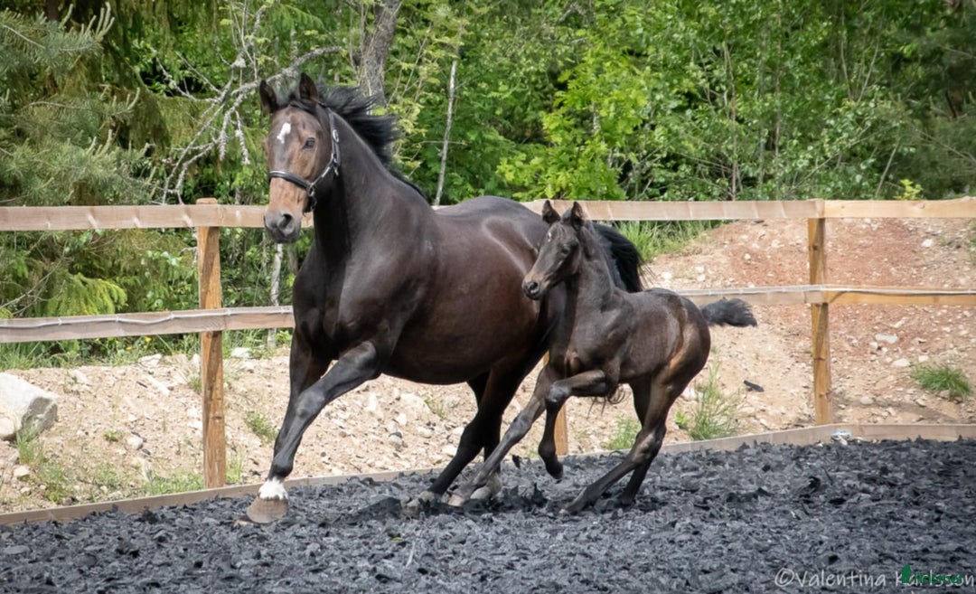 Dressyr hästar till salu: Gångartsföl Hingst e. Serious 1457 i Vimmerby - Annons 2